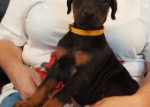 ÜST DÜZEY DOBERMAN YAVRULARI